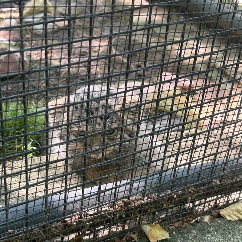 ブルノ動物園のアリウナーの子ネコ b.2026 Ⅰ、アリウナーの子ネコ b.2026 Ⅱ、アリウナーの子ネコ b.2026 Ⅲ、アリウナーの子ネコ b.2026 Ⅳ、アリウナーの子ネコ b.2026 Ⅴとアリウナーの子ネコ b.2026 Ⅵの写真