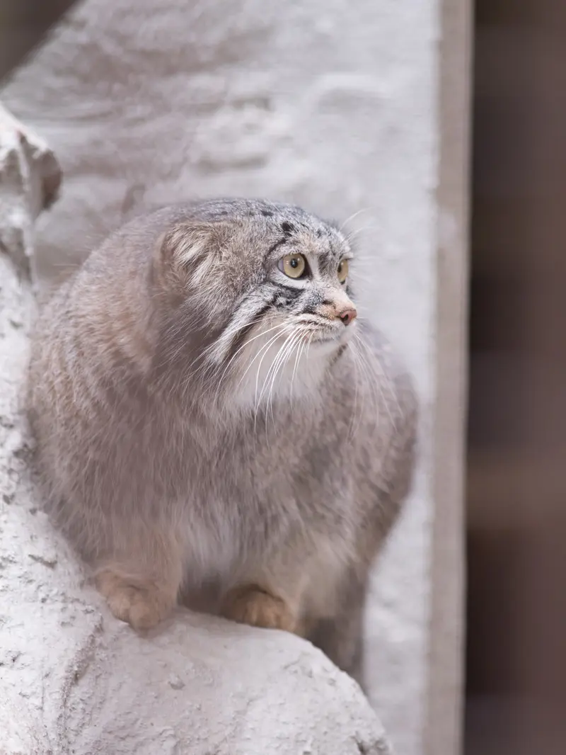野毛山動物園のフィーガの写真