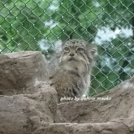 埼玉県こども動物自然公園のタビーの写真