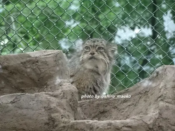 埼玉県こども動物自然公園のタビーの写真