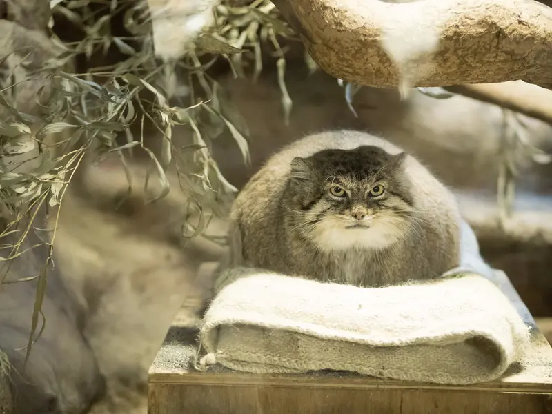 恩賜上野動物園のプリームラの写真
