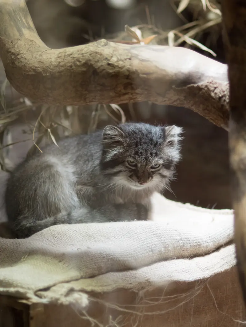 恩賜上野動物園のクリョンの写真