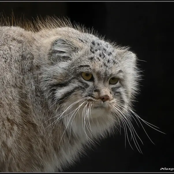 オストラヴァ動物園のオクサナの写真