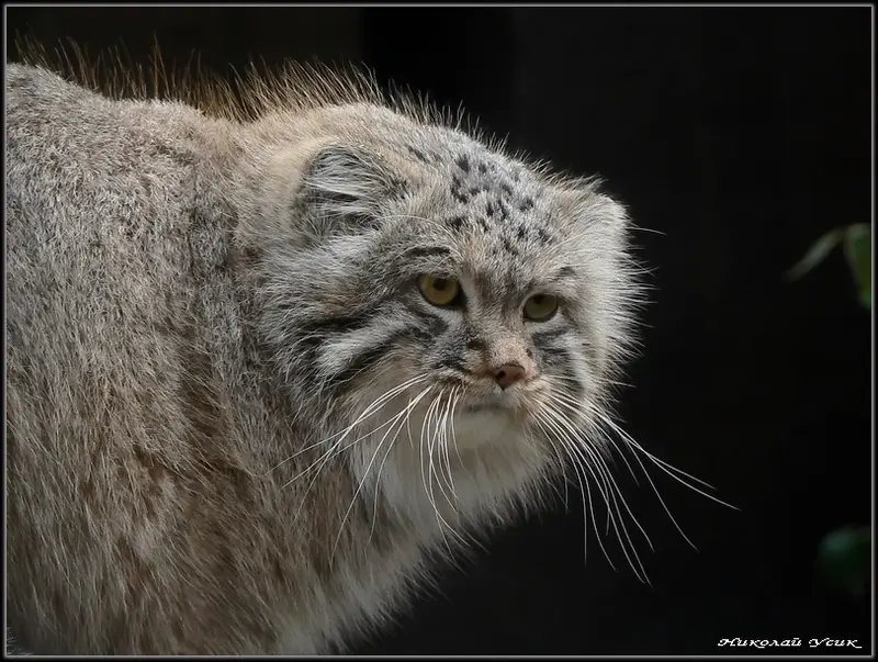オストラヴァ動物園のオクサナの写真