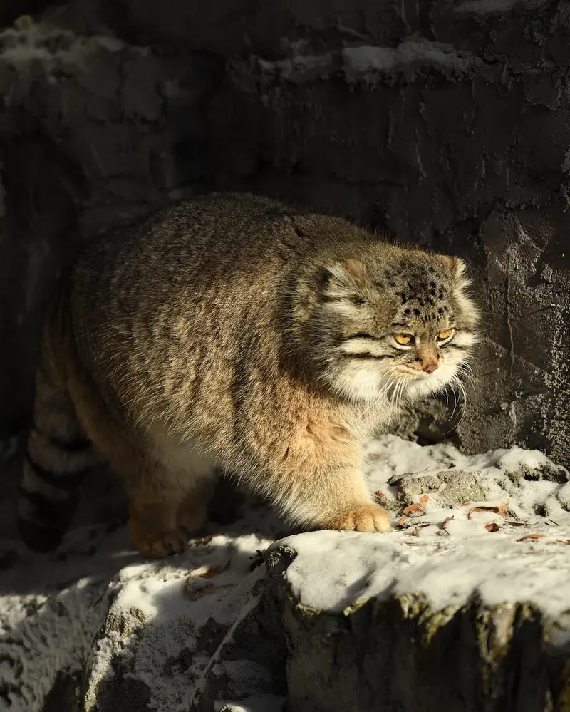 旭山動物園のグルーシャの写真