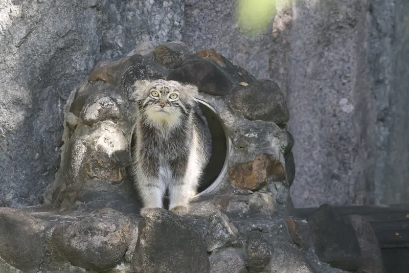 モスクワ動物園のティモフェイの写真
