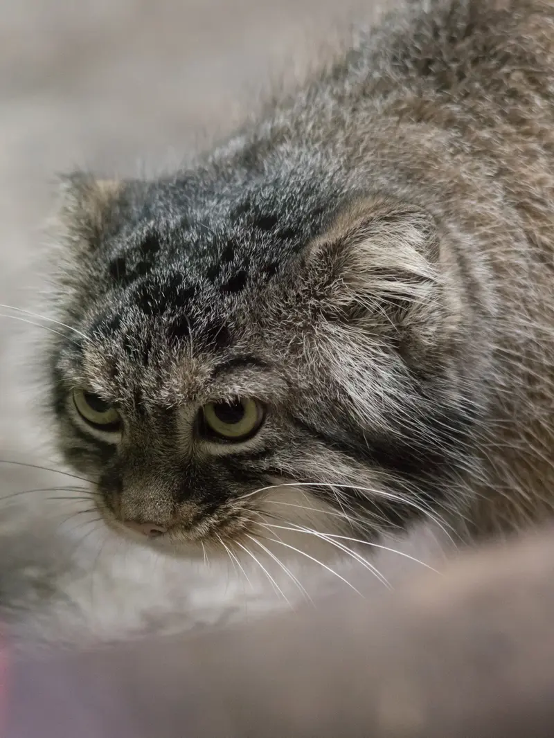 恩賜上野動物園のサフランの写真