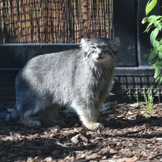グダニスク動物園のウラの写真