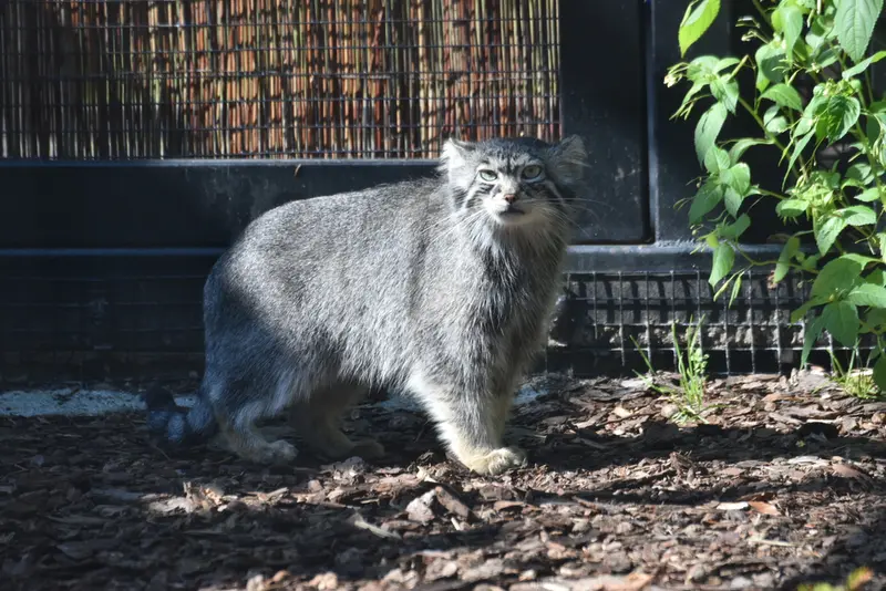 グダニスク動物園のウラの写真