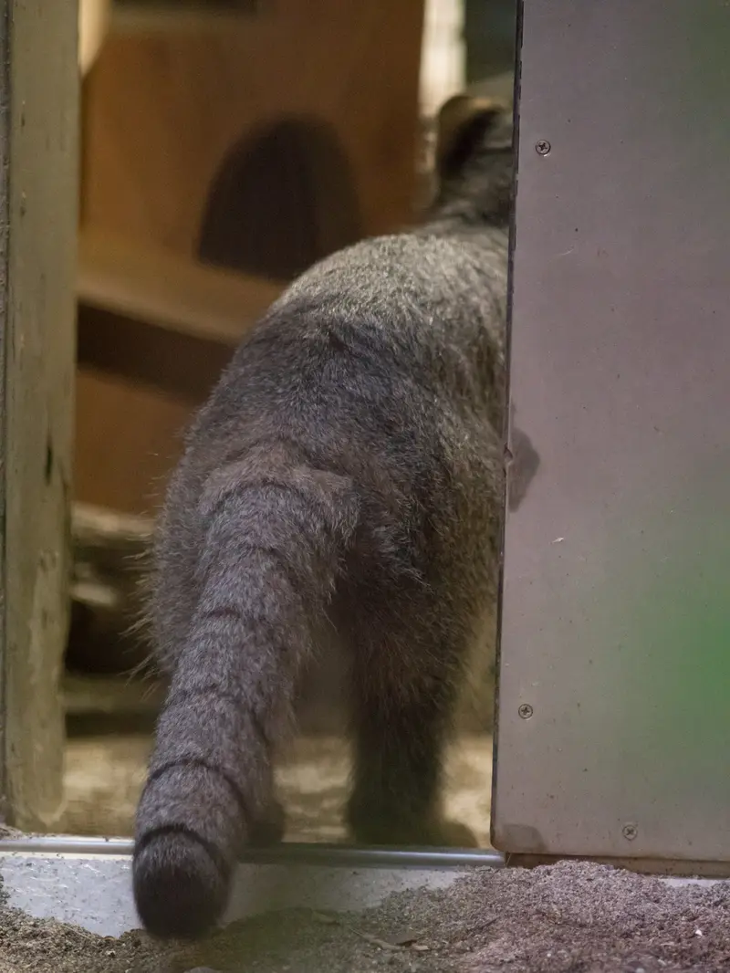 野毛山動物園のフィーガの写真