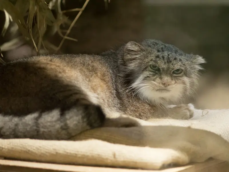 恩賜上野動物園のクリョンの写真