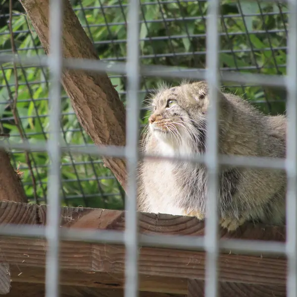 ザールブリュッケン動物園のカール・ハインツの写真