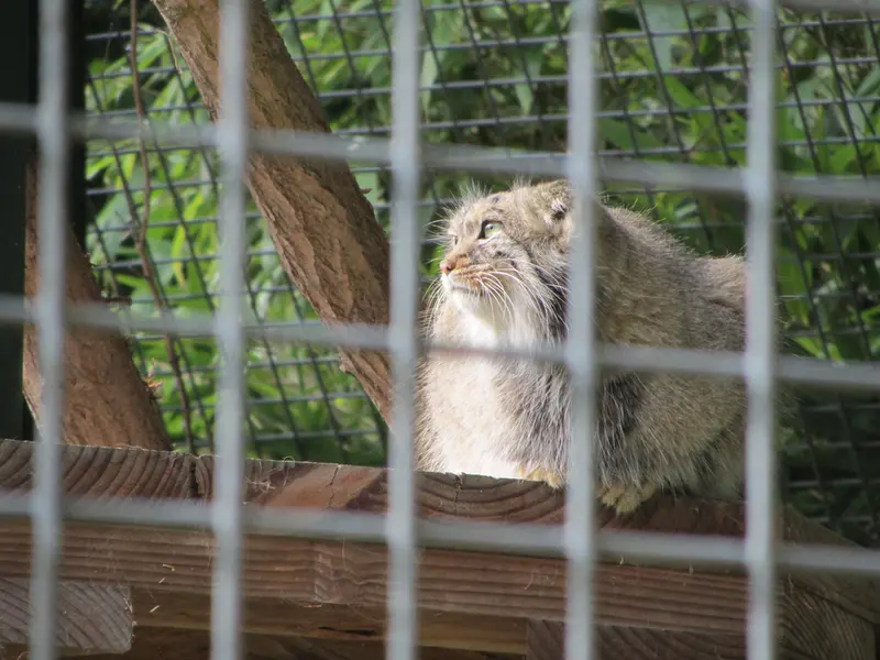 ザールブリュッケン動物園のカール・ハインツの写真
