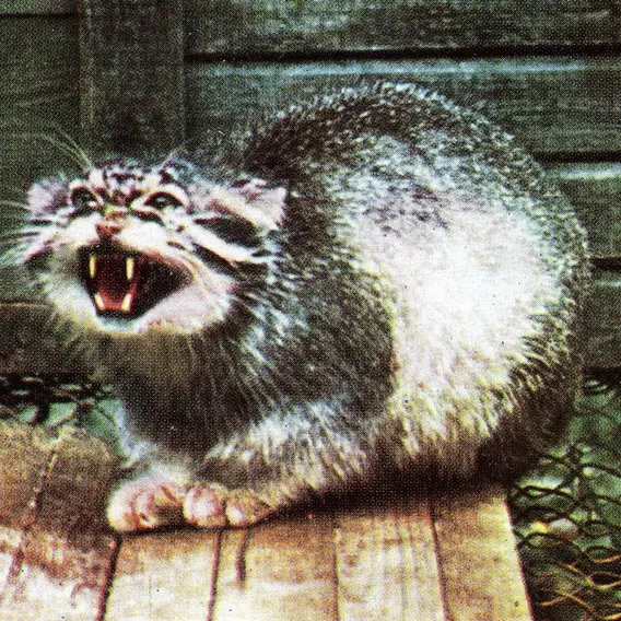 リガ動物園のリジニエクスの写真
