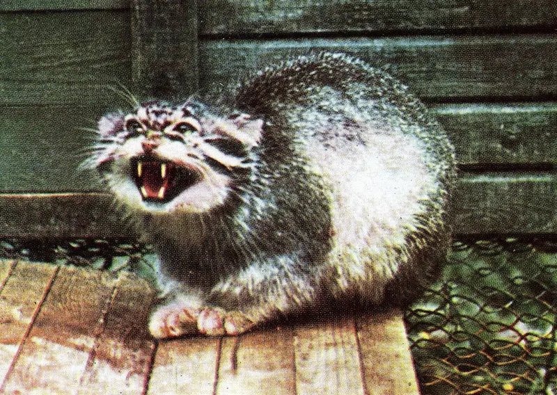 リガ動物園のリジニエクスの写真