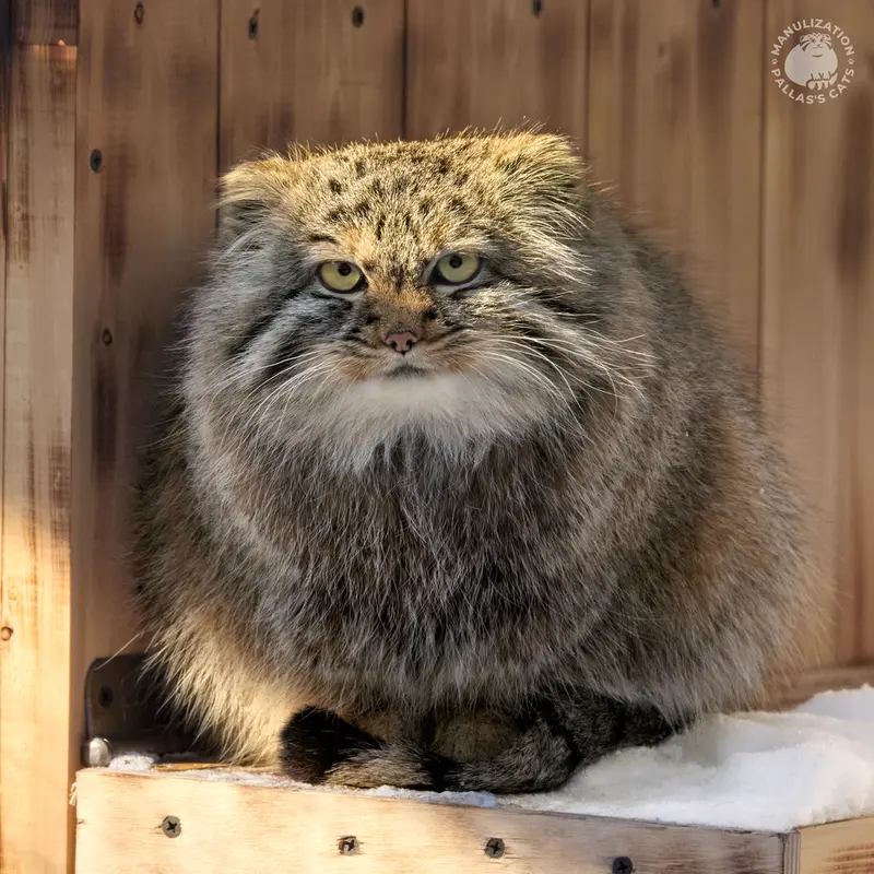 ノヴォシビルスク動物園のガビの写真