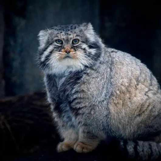 モスクワ動物園のヴァディムの写真