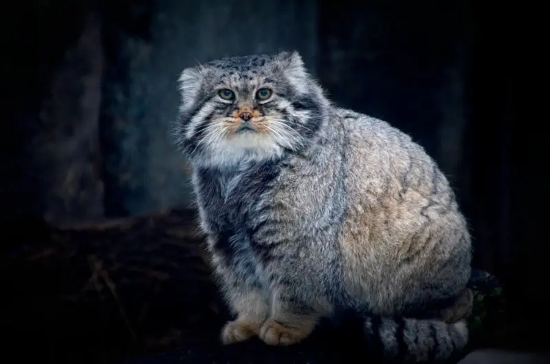 モスクワ動物園のヴァディムの写真