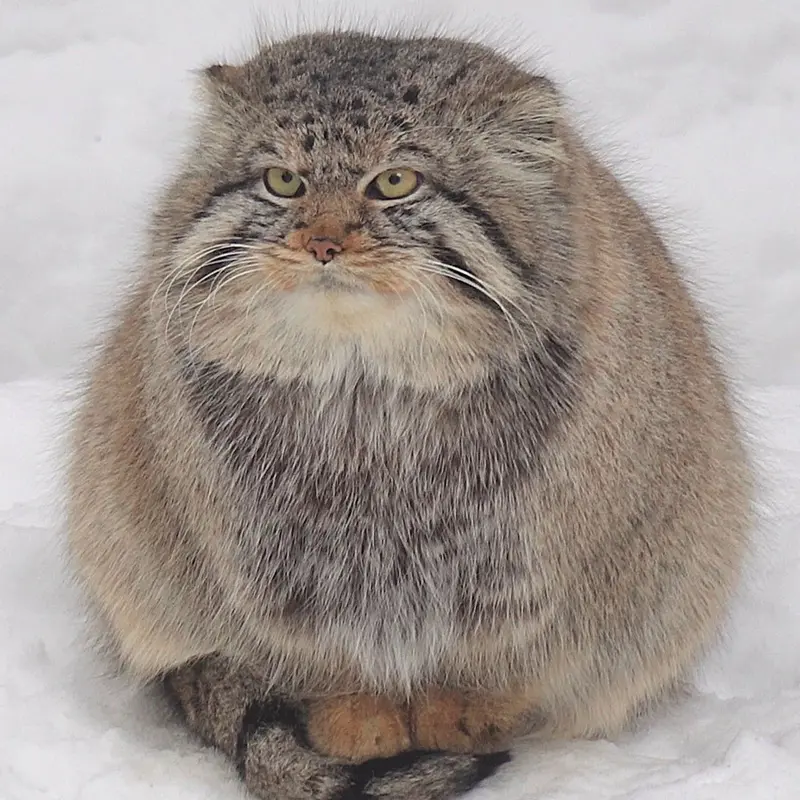 ノヴォシビルスク動物園のキムの写真