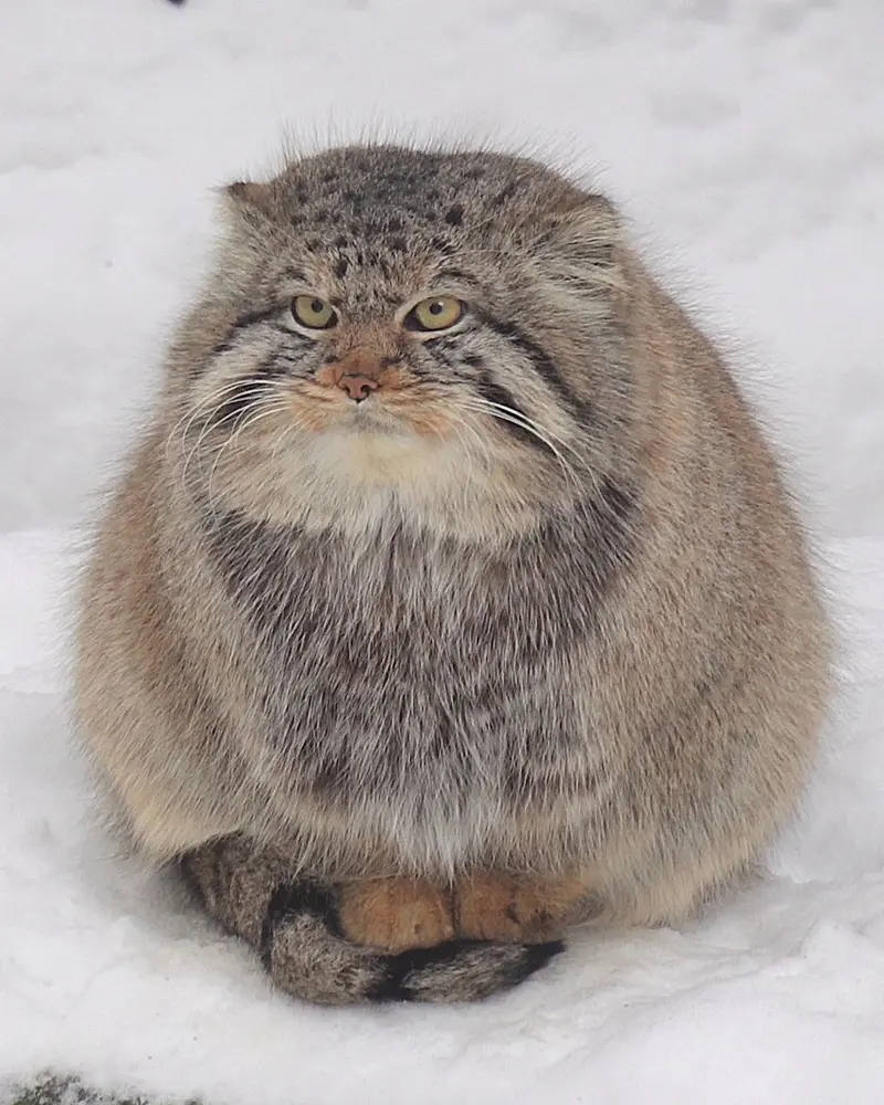 ノヴォシビルスク動物園のキムの写真