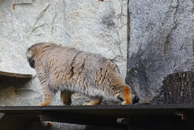 モスクワ動物園のティモフェイの写真