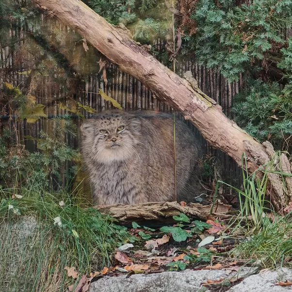 ヴロツワフ動物園のザリナの写真