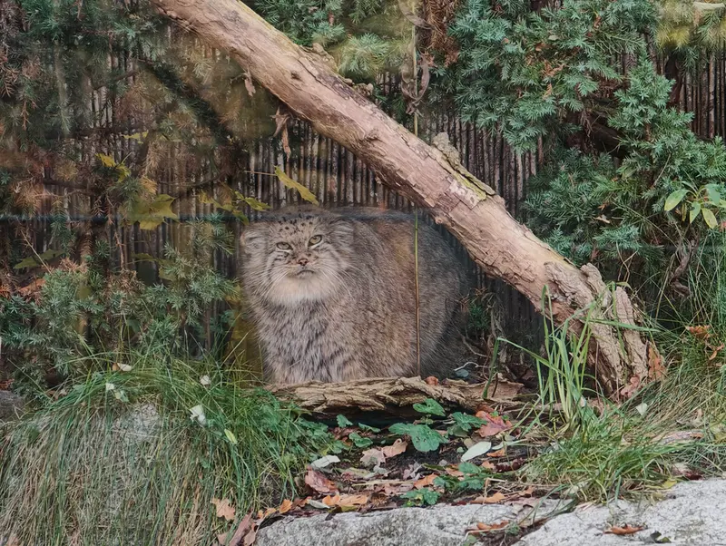 ヴロツワフ動物園のザリナの写真