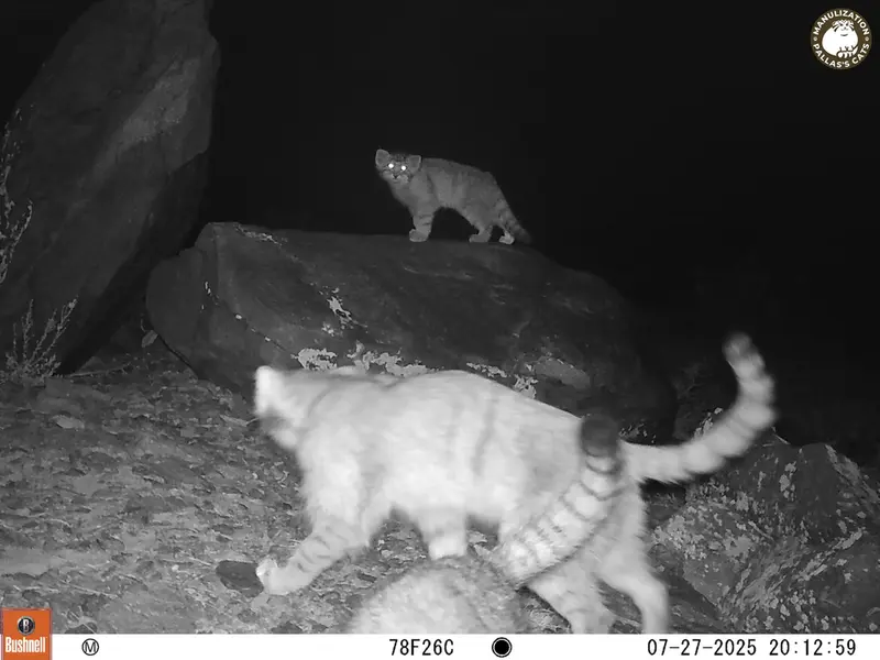 マヌルネコの写真