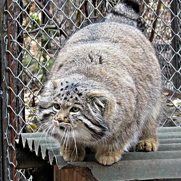 ノヴォシビルスク動物園のマヌルネコの写真