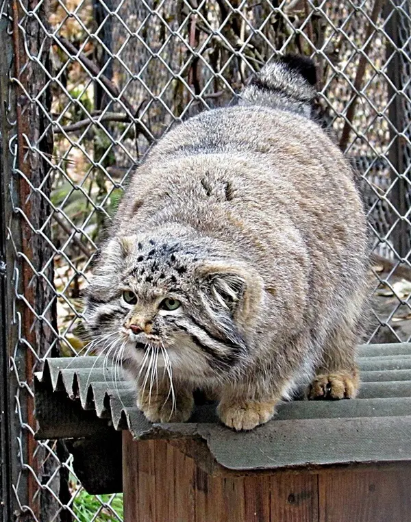 ノヴォシビルスク動物園のマヌルネコの写真