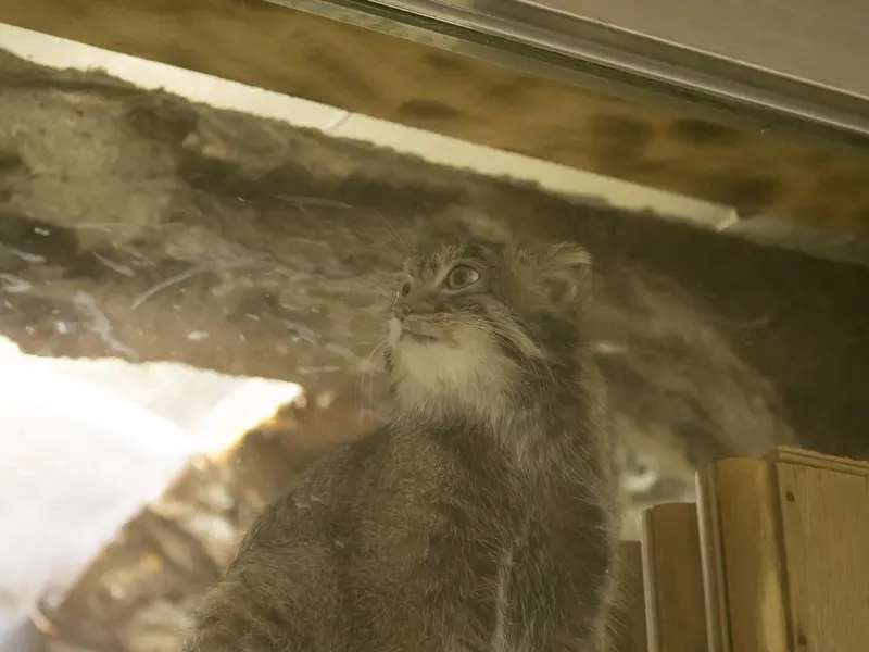 恩賜上野動物園のフィーガの写真