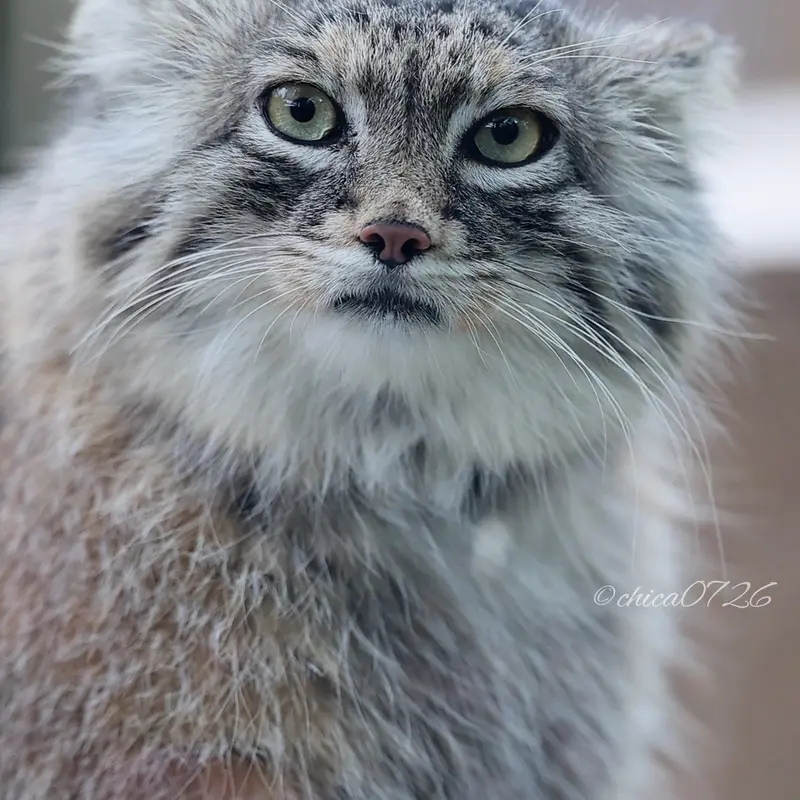 埼玉県こども動物自然公園のオリーヴァの写真
