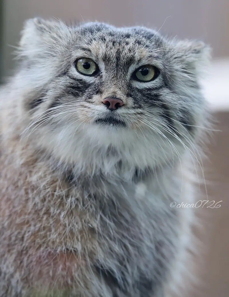 埼玉県こども動物自然公園のオリーヴァの写真