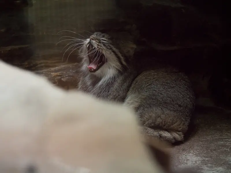 恩賜上野動物園のフィーガの写真