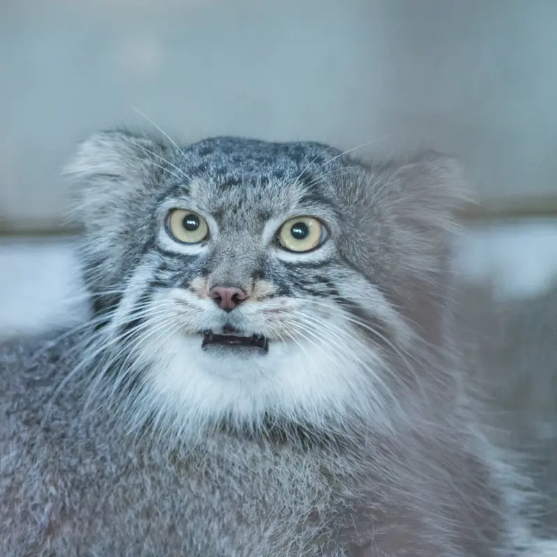 野毛山動物園のフィーガの写真
