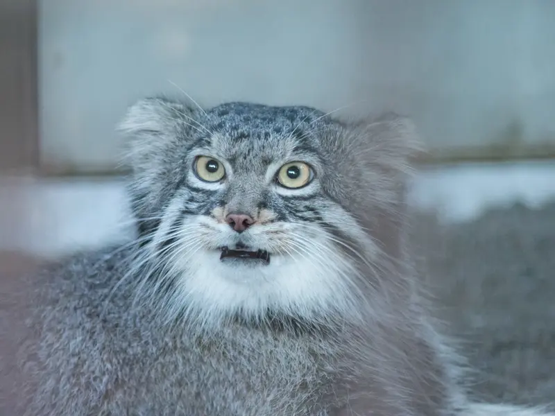 野毛山動物園のフィーガの写真
