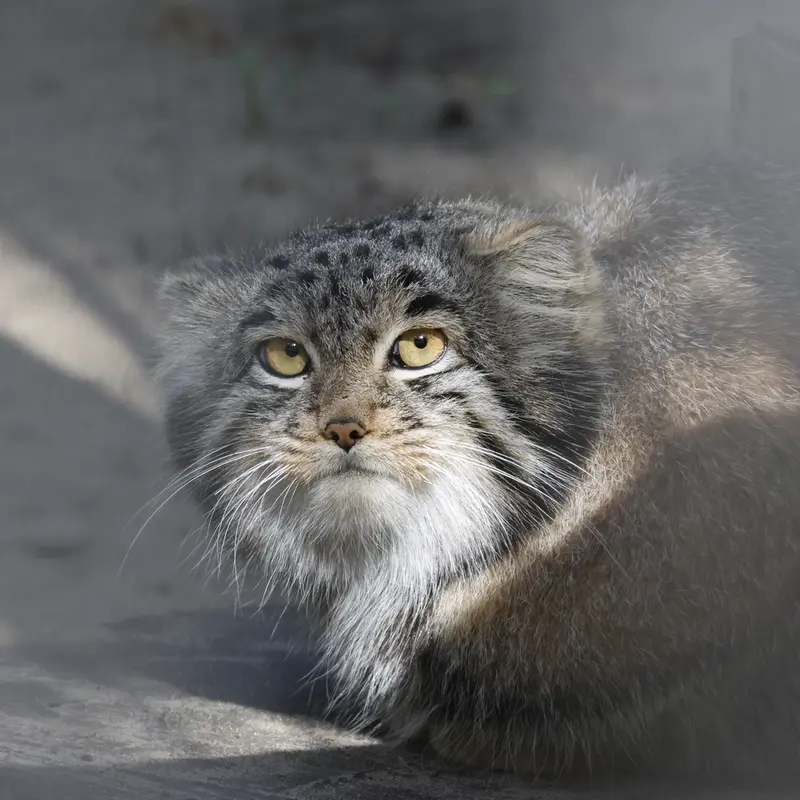 ノヴォシビルスク動物園のメンスの写真