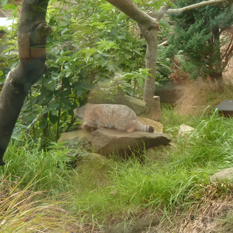 エディンバラ動物園のアキコの写真