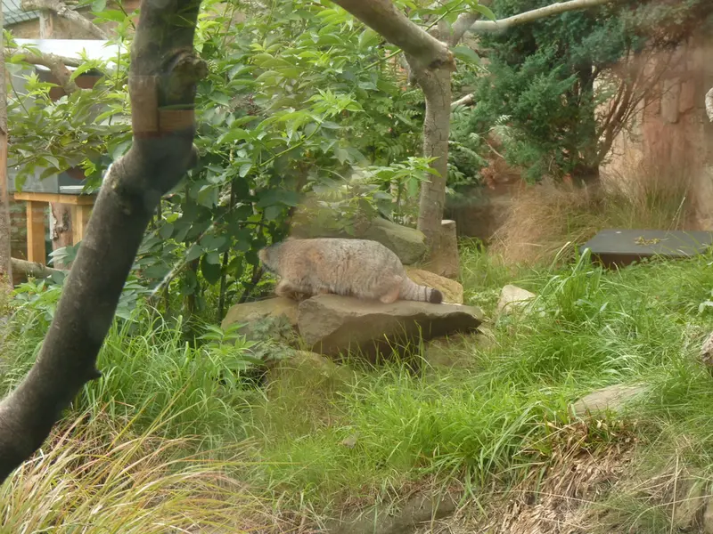エディンバラ動物園のアキコの写真