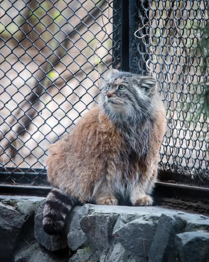 ノヴォシビルスク動物園のラストチカの写真