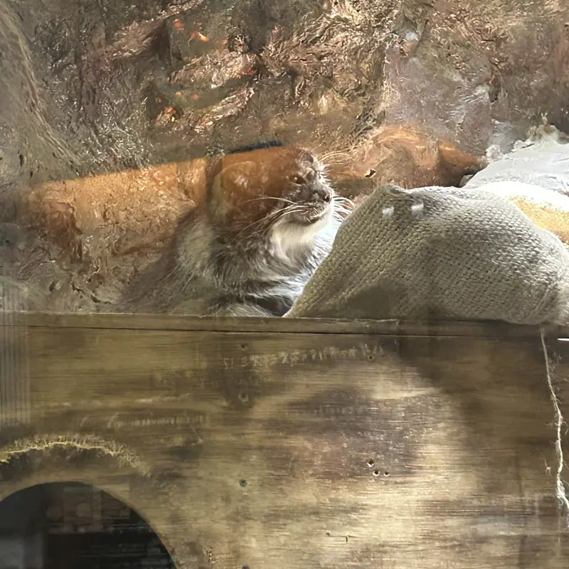 恩賜上野動物園のプリームラの写真