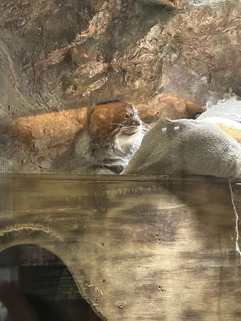 恩賜上野動物園のプリームラの写真