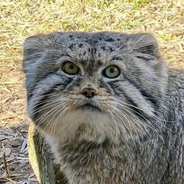 ユタズ・ホグル動物園のマヌルネコのペテンカ
