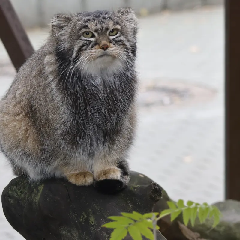 モスクワ動物園のティモフェイの写真