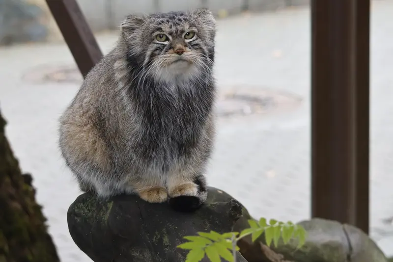 モスクワ動物園のティモフェイの写真