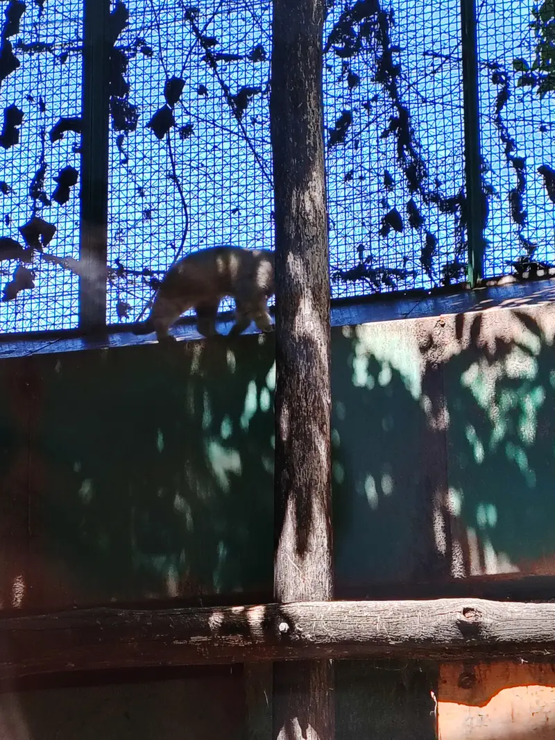 ブダペスト動物園・植物園のボリス Ⅱの写真