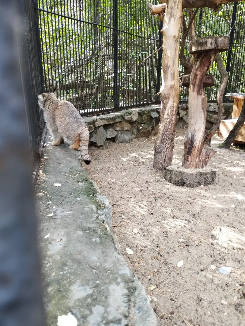 ノヴォシビルスク動物園のマヌルネコの写真