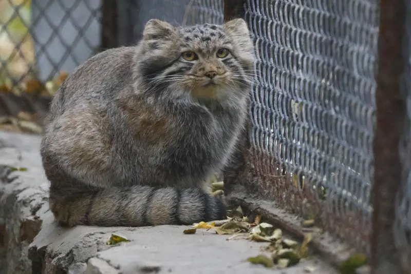 ノヴォシビルスク動物園のスネジャナの息子 b.2026 Ⅰの写真