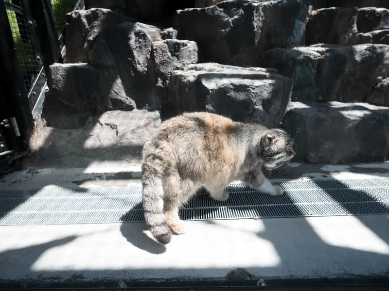 旭山動物園のグルーシャの写真
