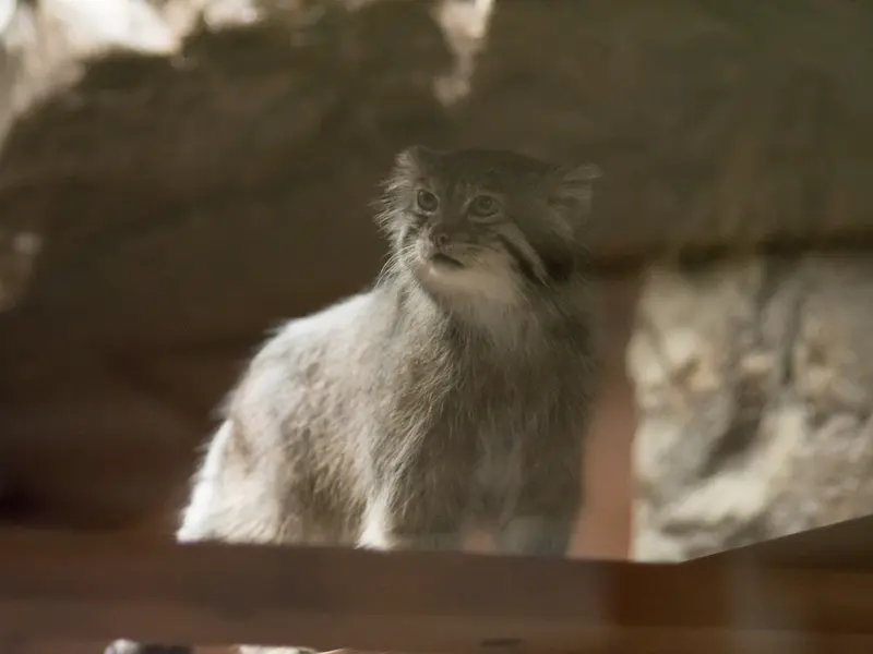 恩賜上野動物園のクリョンの写真